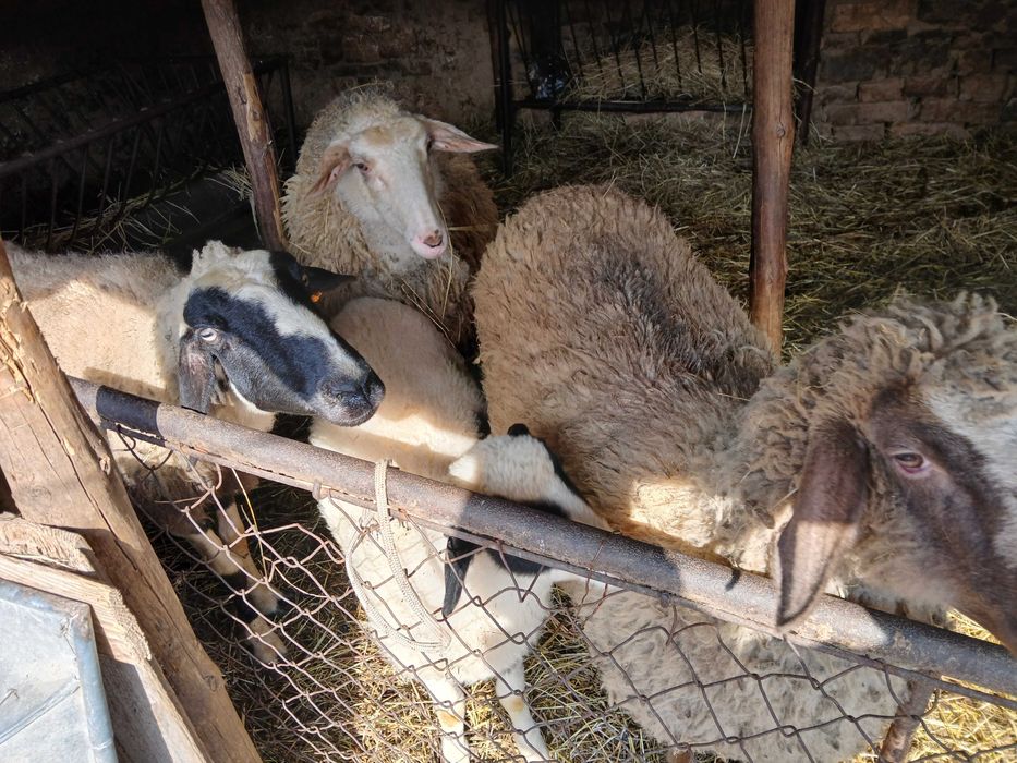 Продавам 3 овце и едно агне