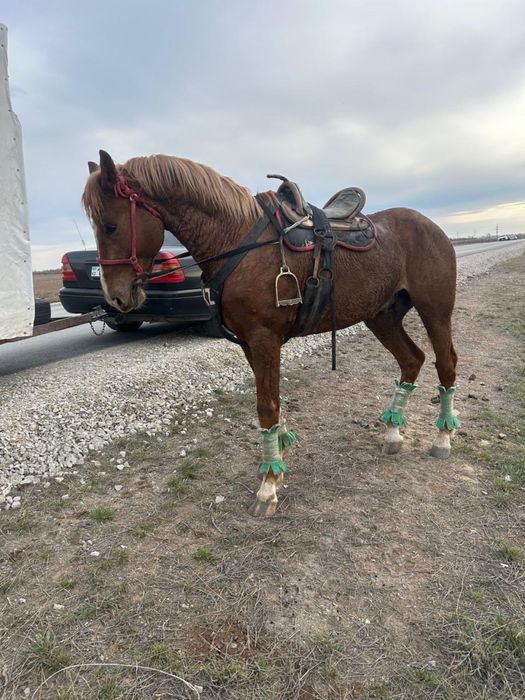 Айғыр сатылады, продается жеребец.