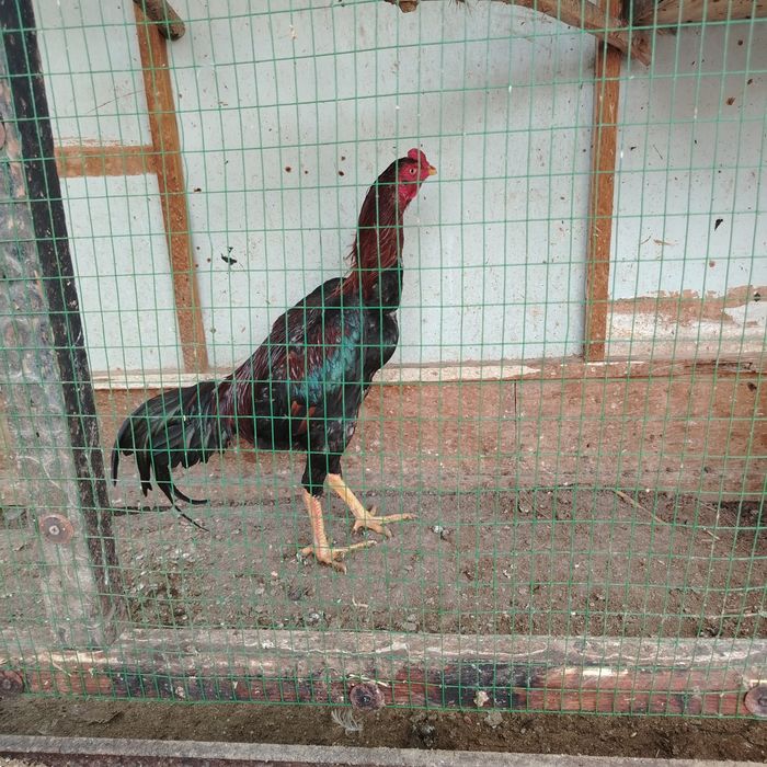 Август ойида чиккан жожа