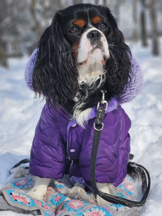 Вязка-кавалер_кинг_чарльз_спаниэль