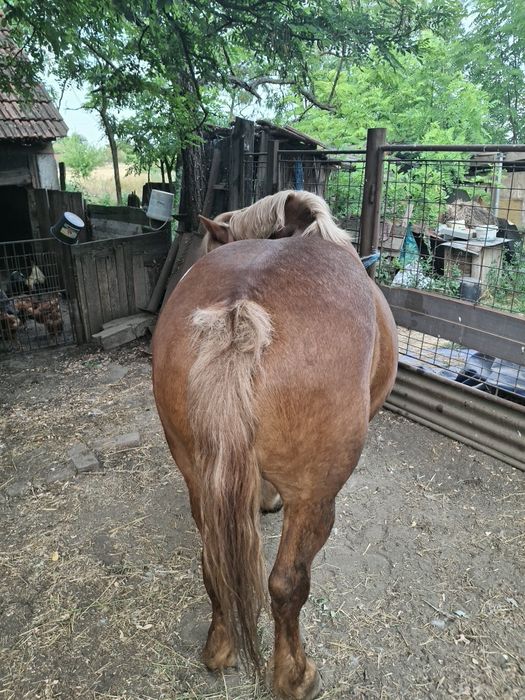 Vând iapă frumoasă și cuminte