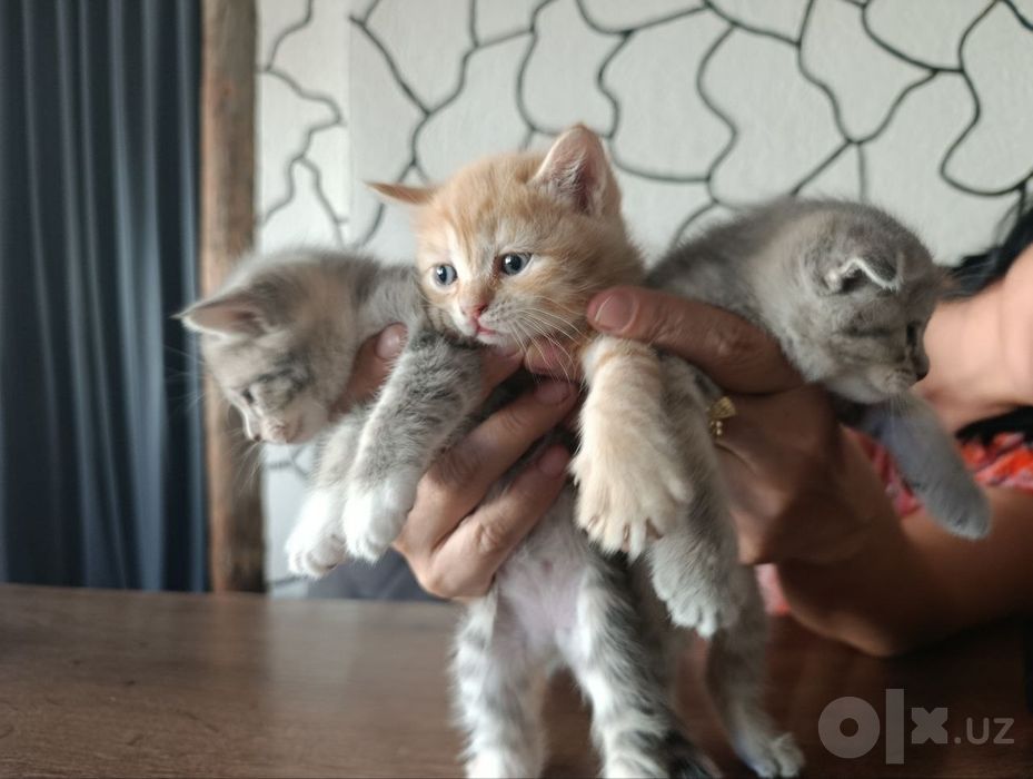 Срочно продается котята