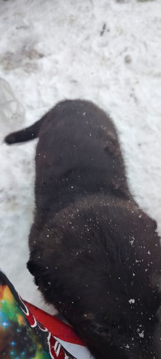 Продом щенков овчарки