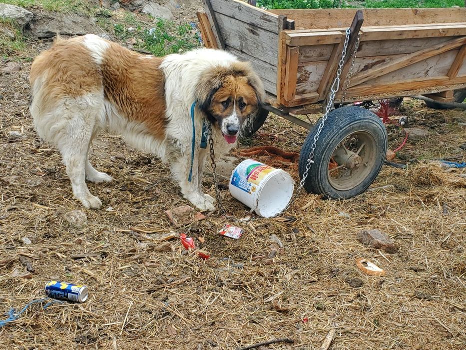 Câine ciobănesc  de vânzare