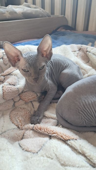 Продам котят канадский сфинкс