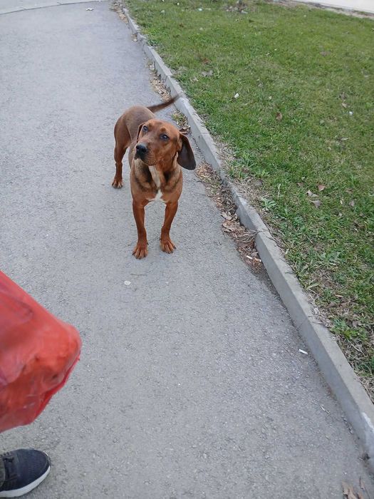 Кученца/котенце за осиновяване