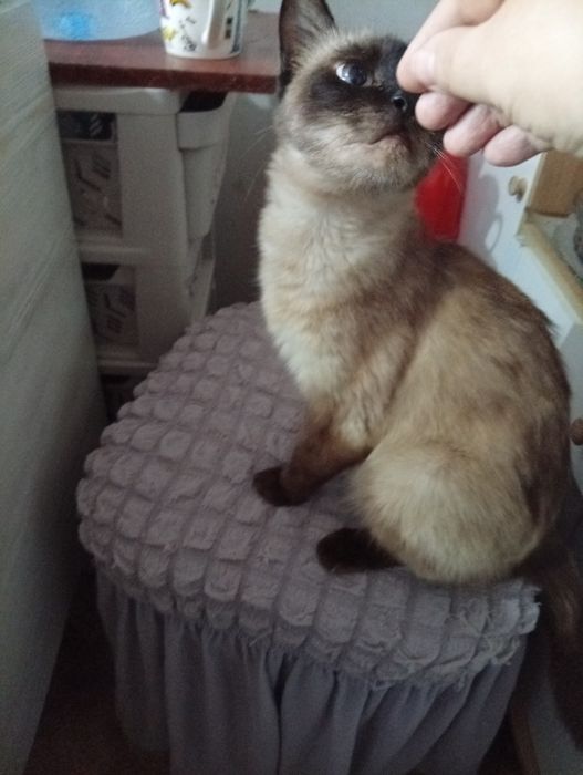 Сиамская кошечка