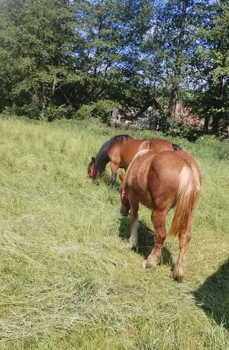 Mânză de vânzare