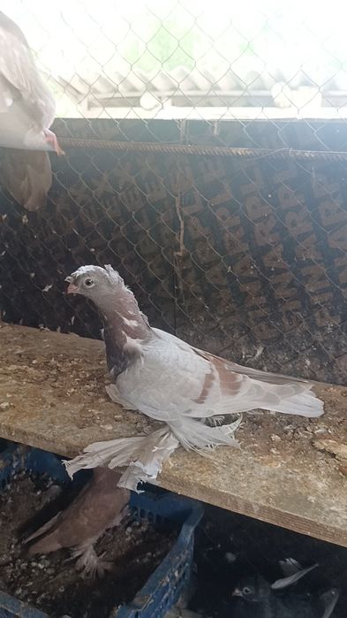 Голуби ронтовые пискуны