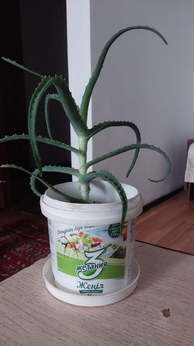 Продам алоэ долголетний