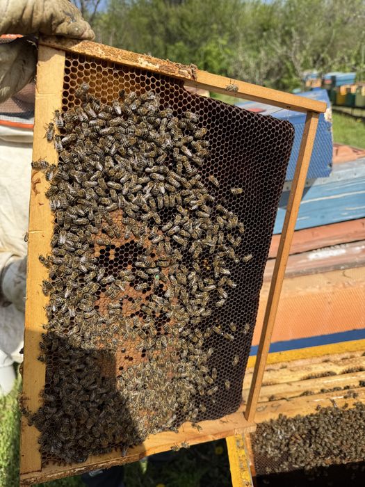 Vând familii de albine pregatite pentru cules, 6-7 rame de puiet !