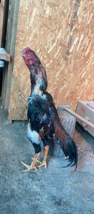 Продается бойцовый