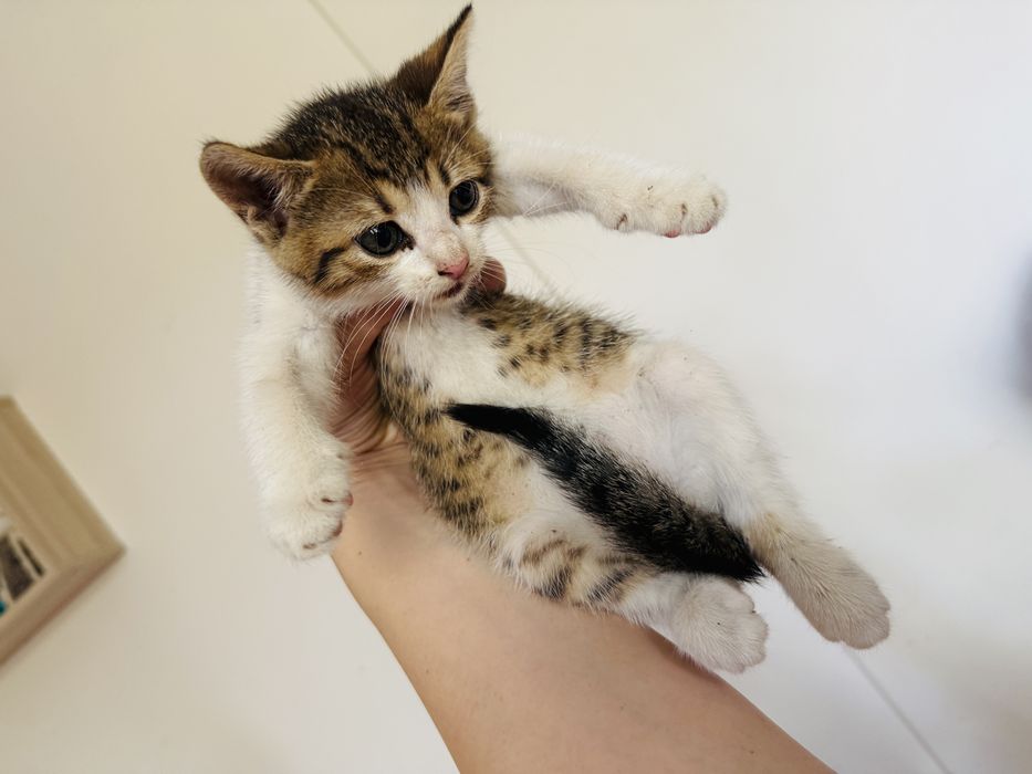 Millie își caută o familie iubitoare!