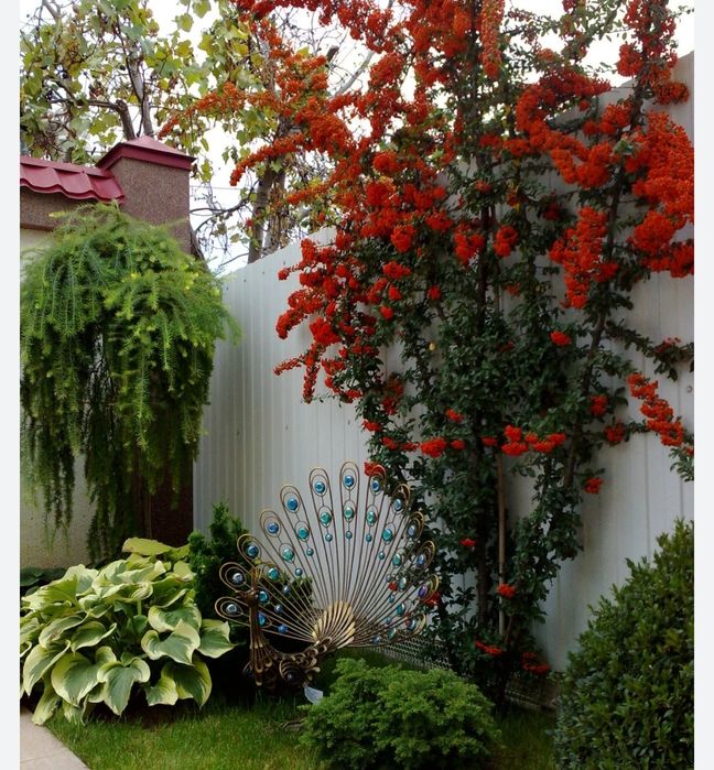 Пироканта кўчатлари.