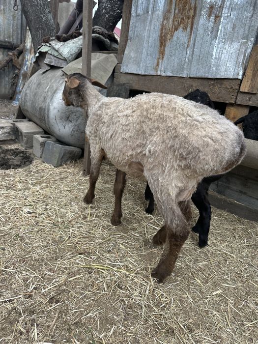 Овца с ягнёнком едилбай