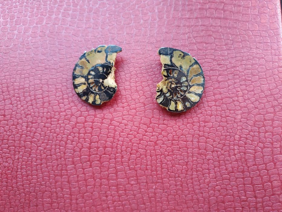 Брошка и обеци от естествени амонити-фосили, произход о. Мадагаскар