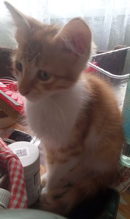 Котарак,роден през май