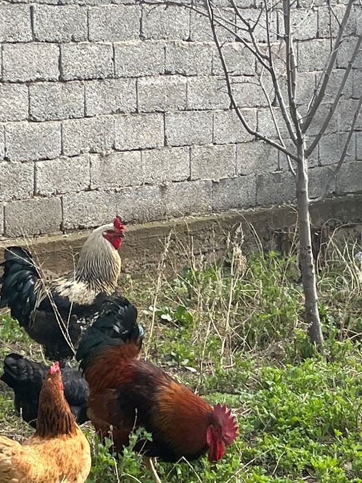 Қораз, қазақы әтеш