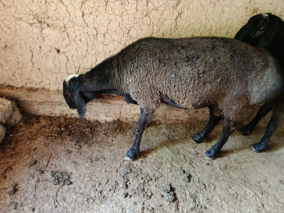 Qurbonlikka Qoʻchqor qoʻy