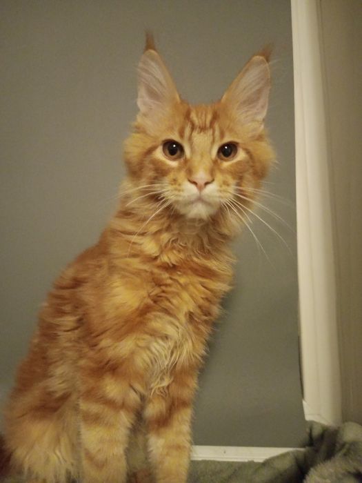 Обмен на велосипед писать в олх