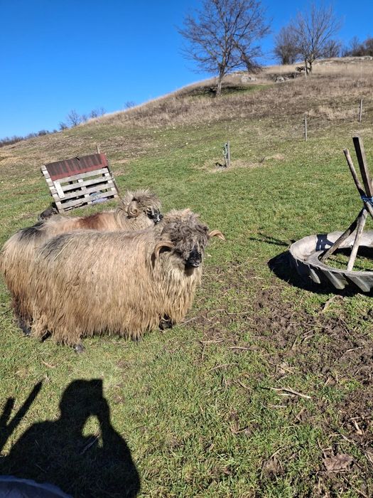 Vând Berbec Mior Bucălau