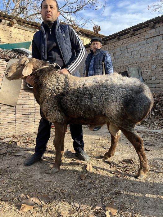 Qochqor Jaydari 3 ta kotta bor