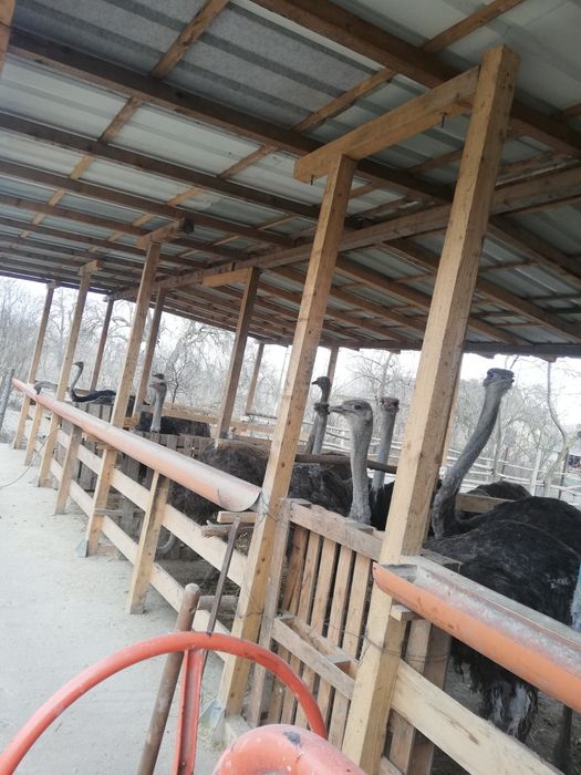 De vânzare două familii de struț