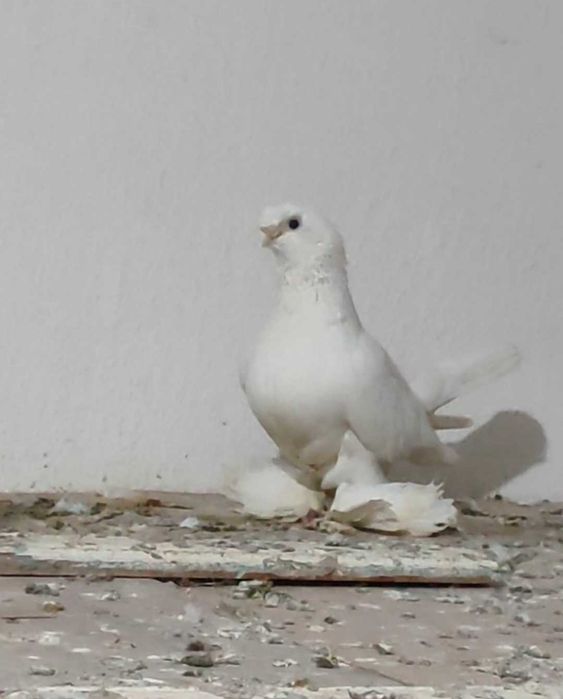 Голуби белые бойные