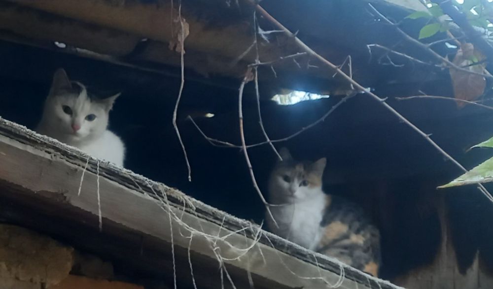 Отдам в добрые ручки