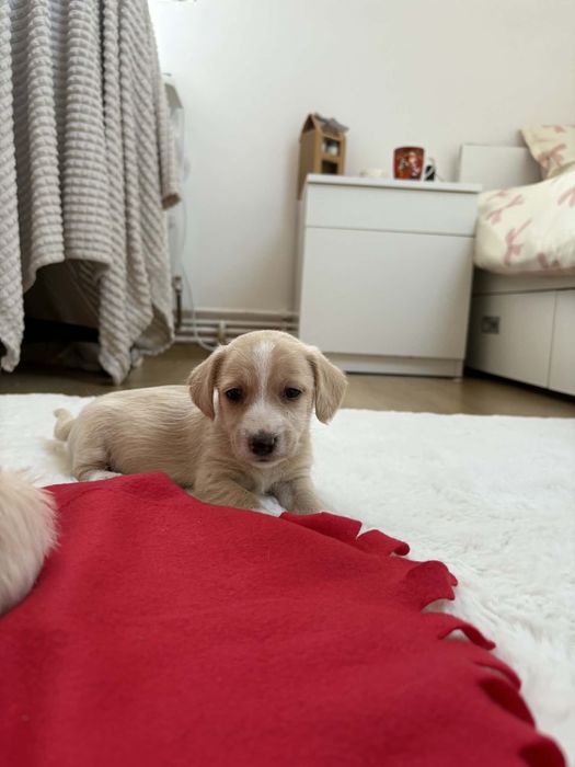 Căței Teckel își caută un cămin iubitor