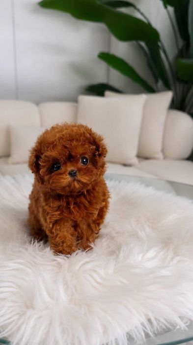 Toy Poodel Mini Red / Pedigree FCI