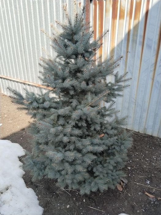 Продам ели ели ели