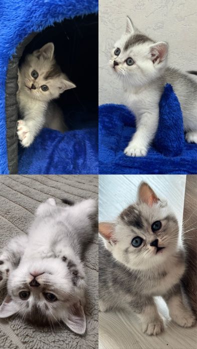 Schotish (fold,strayt) shinshilla mushuchalar ogil, qiz sotiladi