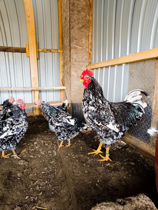 Ouă incubat găini pita pinta bobat