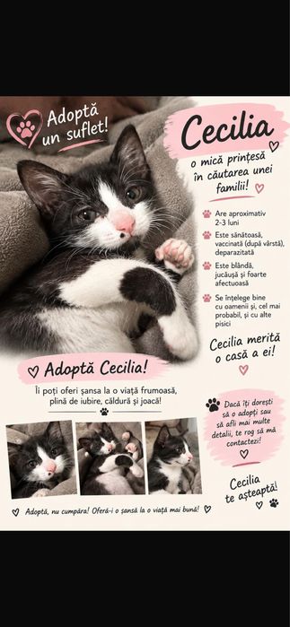 Adoptie pisicuta