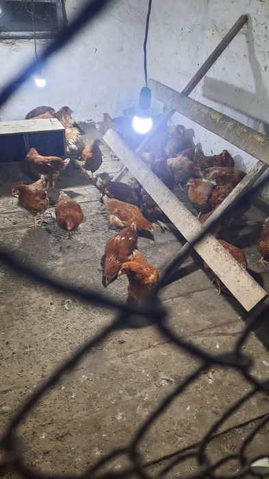 Тауық сатылады 4,5 айлық