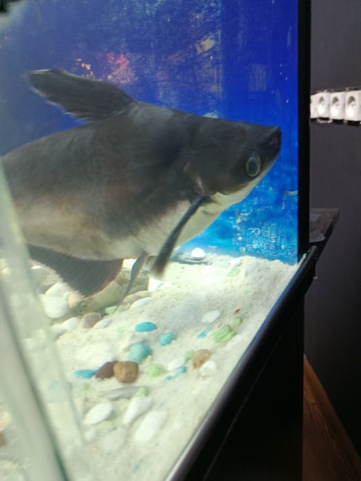 Продаю рыб акульего сома (Пангасиус