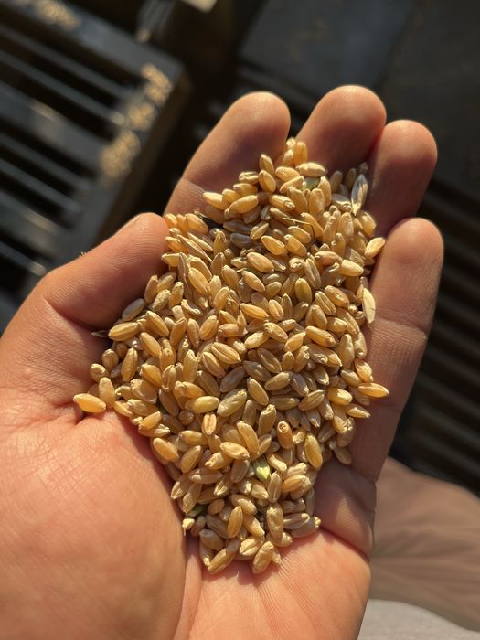 Продам пшеницу 3 класса