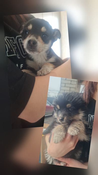 Отдадим щенков в добрые руки