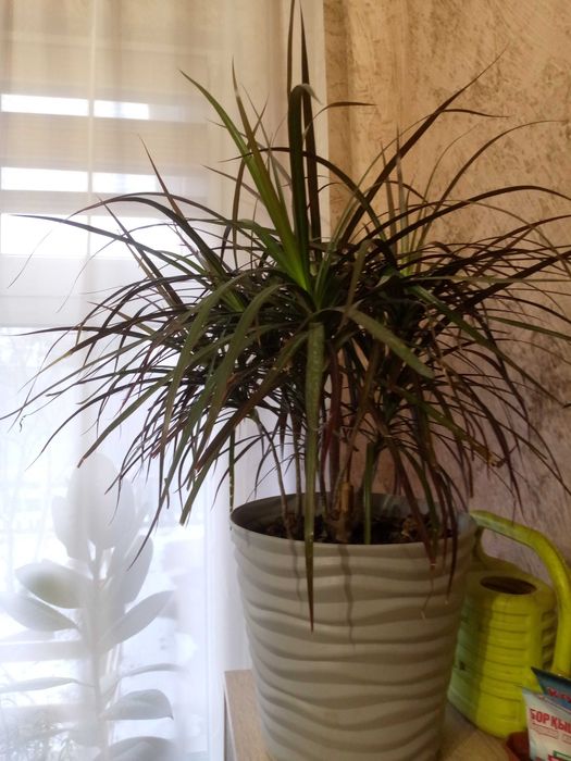 Продам комнатные цветы