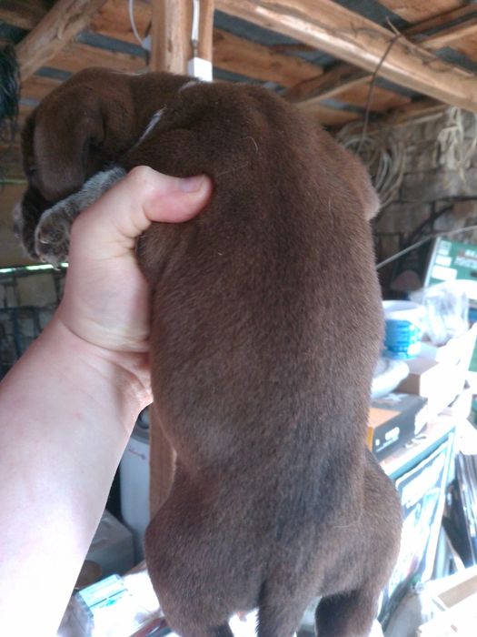 Кученца Курхаар от Руски родители