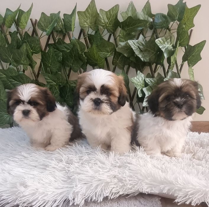 Ши Тцу Shih Tzuu