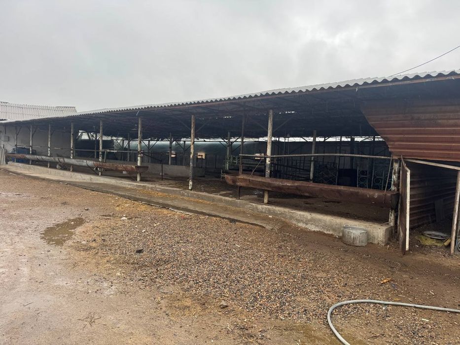 Ferma 1 gektar chinoz tumani