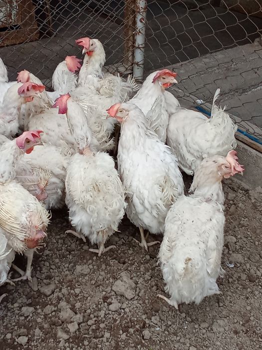 Куры несушки продаются