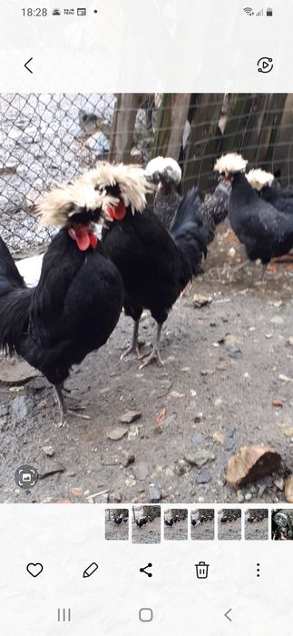 Moțată olandeză de vânzare