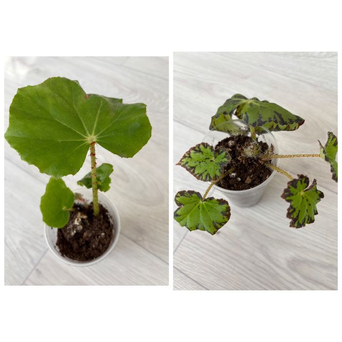 Продам комнатные цветы