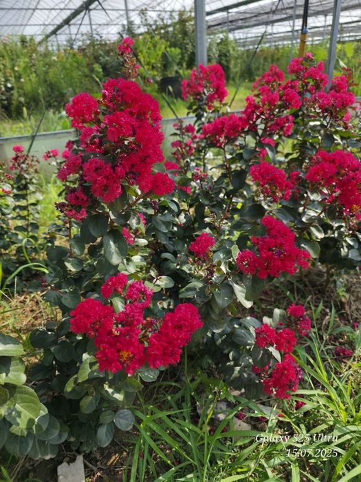 Cherri mocha Lagestreomia инд. Сирень