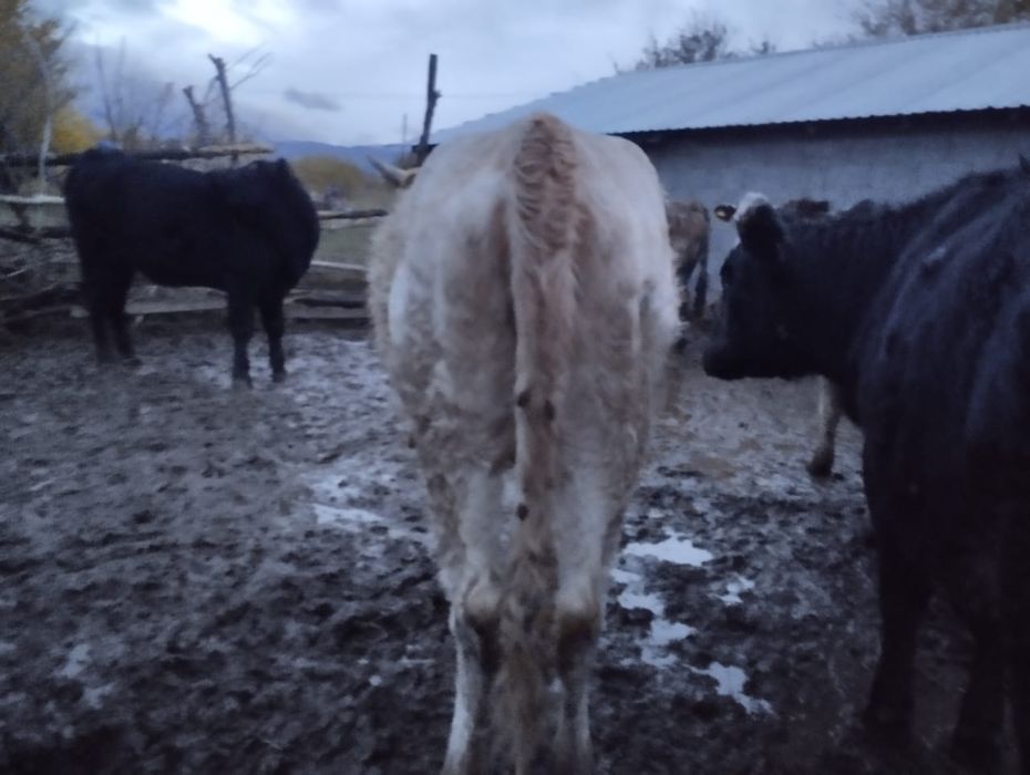 Құнажындар сатылады