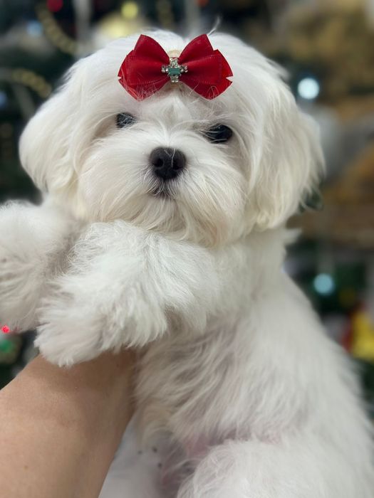 Мальтезе девочка мини