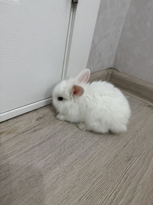 Продам декоративного кролика